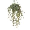 pilea glaucophylla