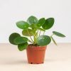 Mini Pannenkoekplant - Pilea Peperomioides - P6