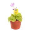 pinguicula tina