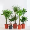 Stam Plantenbox