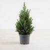 Picea Glauca December
