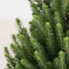 Picea Glauca December - Witte spar - P26