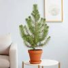 Plantje - p