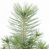 Plantje - p