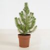 Plantje - p