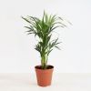 Plantje - pl-000001 -1