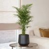 Plantje - pl-000001 -2