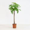 Plantje - pl-000004 - 1