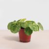 Plantje mojito 01 1