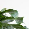 Platycerium-bifurcatum-1024 1