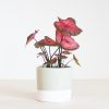Caladium Postman Joyner - P12
