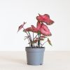 Caladium Postman Joyner - P12
