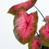 Caladium Postman Joyner - P12