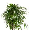 Rhapis excelsa blad