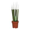 Sansevieria cylindrica velvet touchz wit