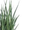 studentenplant