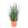 sansevieria kirkii