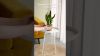 Sansevieria video