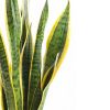 Sansevieria Laurentii