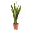 Sansevieria trifasciata laurentii