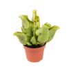 Sarracenia Purpurea Venosa