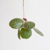 Saxifraga Stolonifera