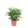 Schefflera nora