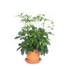 schefflera in terracotta