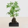 schefflera op lava