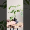Schefflera-op-lavasteen