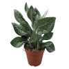 Senecio Kleinia