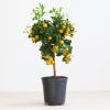 Citrus Calamondin