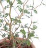 Sophora plant