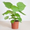 Sparmannia Africana - Kamerlinde - P17