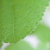 Sparmannia Africana - Kamerlinde - P17