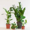 Musthave Plantenbox - 4 stuks