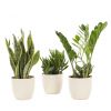 Sterke-plantenmix