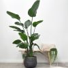 Strelitzia Nicolai - Paradijsvogelplant - P30