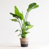 Strelitzia Nicolai - Paradijsvogelplant - inclusief Jute Lissabon Pot - Zwart - P19