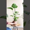 Strelitzia video