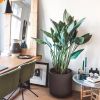 interieurplant
