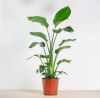 strelitzia