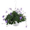 Streptocarpus Saxorum