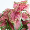 Caladium Sweetheart - P13