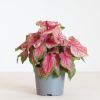 Caladium Sweetheart - P13