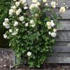 Thumbnail 6000-12-scaled-e1715326125646 1