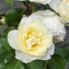 Thumbnail 6000-13-scaled-e1715326236928 1
