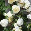 Thumbnail 6000-14-scaled-e1715326184615 1