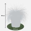 Festuca glauca Azura Blue - Blauw Schapengras - P19