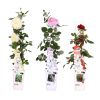 Klimroos Kleurenmix (3 stuks) - P15